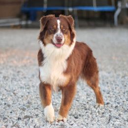 Rubby Red - Australian Shepherd