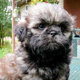 Windy - Shih Tzu