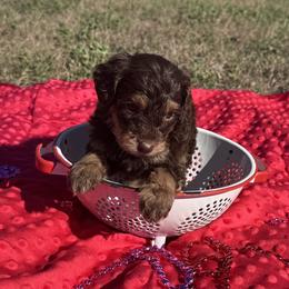 Hershey - Chocolate male Cavapoo puppy in Austin, Texas from Doodles of Central Texas
