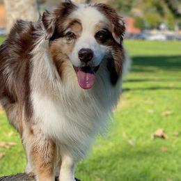 Australian Shepherds from Palomino Australian Shepherds