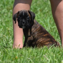 Tulip - Brindle female Boxer puppy in Humboldt, Nebraska from Keims Royal Boxers