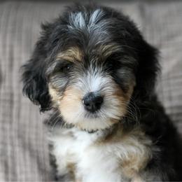 Gretel - Merle female Bernedoodle puppy in Ogden, Utah from Stanger Farms