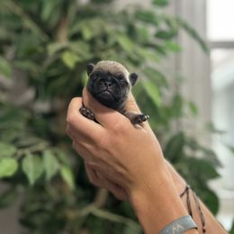 Boy 3 - Fawn male Pug puppy in New Haven, Indiana from Milan Pugs