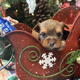 Blitzen - Liver male Yorkshire Terrier puppy in Hardeeville, South Carolina from Pups of the Lowcountry