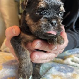 Brussels Griffon Puppies from Shelly's Brussels Griffons