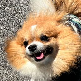 Dachshunds and Pomeranians from Thea's Puppies