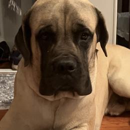 Samson - Mastiff