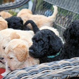 Goldendoodle Puppies from Puppy Paws Colorado