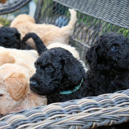 Goldendoodle Puppies from Puppy Paws Colorado