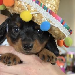 Girl 1 - Black and tan female Dachshund puppy in Florissant, Colorado from Mountain Thyme Homestead