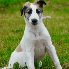 Borzoi Puppies from Rezance Borzoi
