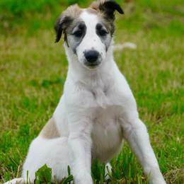 Borzoi Puppies from Rezance Borzoi