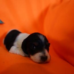 Peach - Piebald female Dachshund puppy in Quemado, New Mexico from TNT Dachshunds