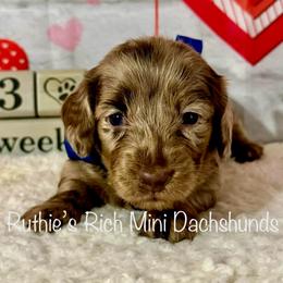 Boy Three - Chocolate and cream male Dachshund puppy in Lakeland, Florida from Ruthie’s Rich Mini Dachshunds