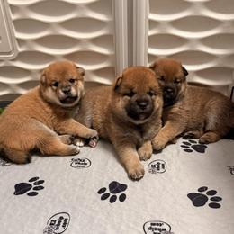 Shiba Inu puppies from Tobitatsu Shiba Inu