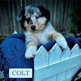 Colt - Blue merle male Collie puppy in Lubbock, Texas from Lonestar Country Collies