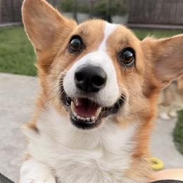 CHLOE 5-year-old RH Tri - Black and tan female Pembroke Welsh Corgi puppy in Plumas Lake, California from Golden Rose Corgis