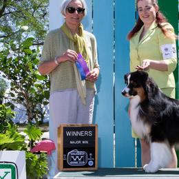 Australian Shepherds and Belgian Malinois from Rock 'n Wool Aussies & Malinois