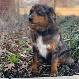 Miniature Australian Shepherd Puppies from Garrett’s Ridge Farm