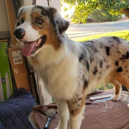 Australian Shepherds from NiteShade Aussies