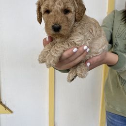 Bernedoodle and Labradoodle Puppies from Royal Doodles