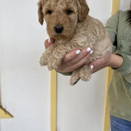 Bernedoodle and Labradoodle Puppies from Royal Doodles