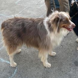 Remi - Miniature Australian Shepherd