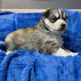 Cream - Agouti and white female Siberian Husky puppy in Sherwood, Oregon from Whiskey River Siberians