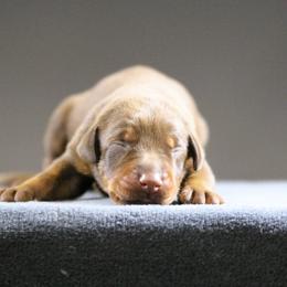 Damascus - Red and rust male Doberman Pinscher puppy in Commerce, Texas from Elitehaus