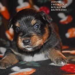 Zephyr - Black tri male Miniature Australian Shepherd puppy in Patterson, North Carolina from DreamLine Aussies