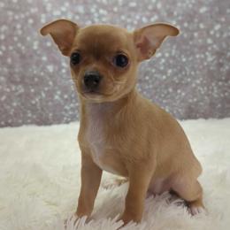 Ron - Black and tan male Chihuahua puppy in Topeka, Kansas from Barbie's Baby Chihuahuas
