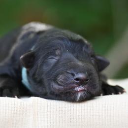 Fin - Black male German Shepherd puppy in Nacogdoches, Texas from Vom Hausgladfel