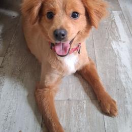 Simba - Companion Cross