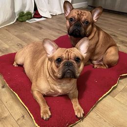 French Bulldogs from Baron’s Frenchies