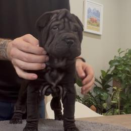 Chinese Shar-Pei, French Bulldog, and Xoloitzcuintli Puppies from Ranch Royale
