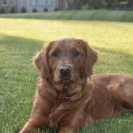 Willow - Golden Retriever