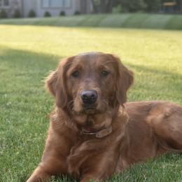 Willow - Golden Retriever