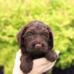 Blue - Chocolate male Australian Labradoodle puppy in Williamstown, New York from Lewis Manor Labradoodles