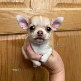 Radar - Chocolate sabled fawn male Chihuahua puppy in Michigan from Fanciful Thrills Kennel