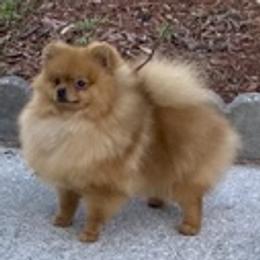 RUBY - Pomeranian