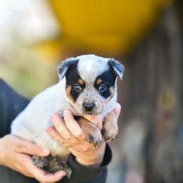 - Boy 1 - Blue male Australian Cattle Dog puppy in Kaufman, Texas from Emberwick Ranch