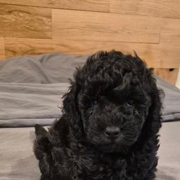 Virgil - Black male Goldendoodle puppy in Cherry Tree, Pennsylvania from Plum Creek Acres Next Generation