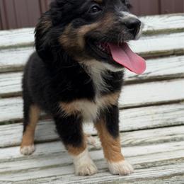 Sunny - Black tri female Miniature Australian Shepherd puppy in Licking, Missouri from Burnett Aussies