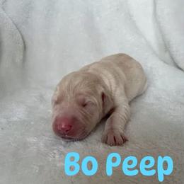 Bo Peep - Yellow female Labrador Retriever puppy in Lucasville, Ohio from Backwoods Labradors