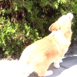 Pembroke Welsh Corgi Puppies from Sunrise Corgis Los Angeles