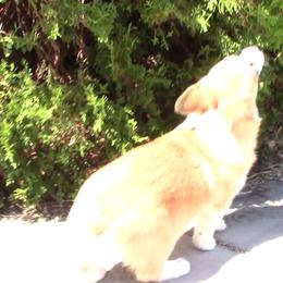 Pembroke Welsh Corgi Puppies from Sunrise Corgis Los Angeles