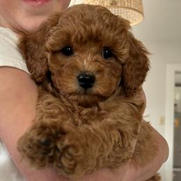 Goldendoodles from Krista Taylor