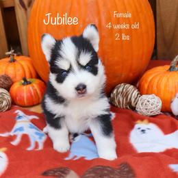 Jubilee - Black and white female Pomsky puppy in Denham Springs, Louisiana from Bayouland Pomskies