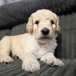 King of Pop - Cream male Labradoodle puppy in Lansing, North Carolina from Murphy Manor Mountain Doodles