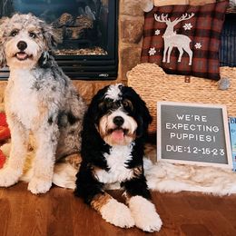Bernedoodles from Doodles of the Rockies